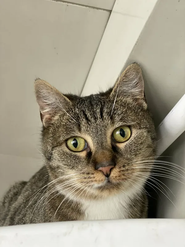 Znaleziono kota, Żywiec, 25 listopada 2025 (4/5)