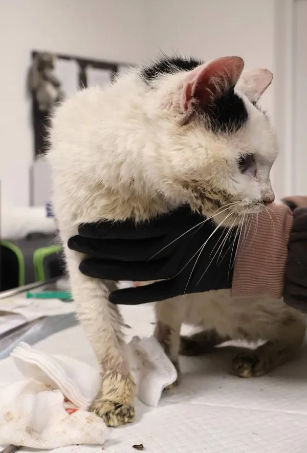 Znaleziono kota, Łódź, 25 listopada 2025 (1/4)