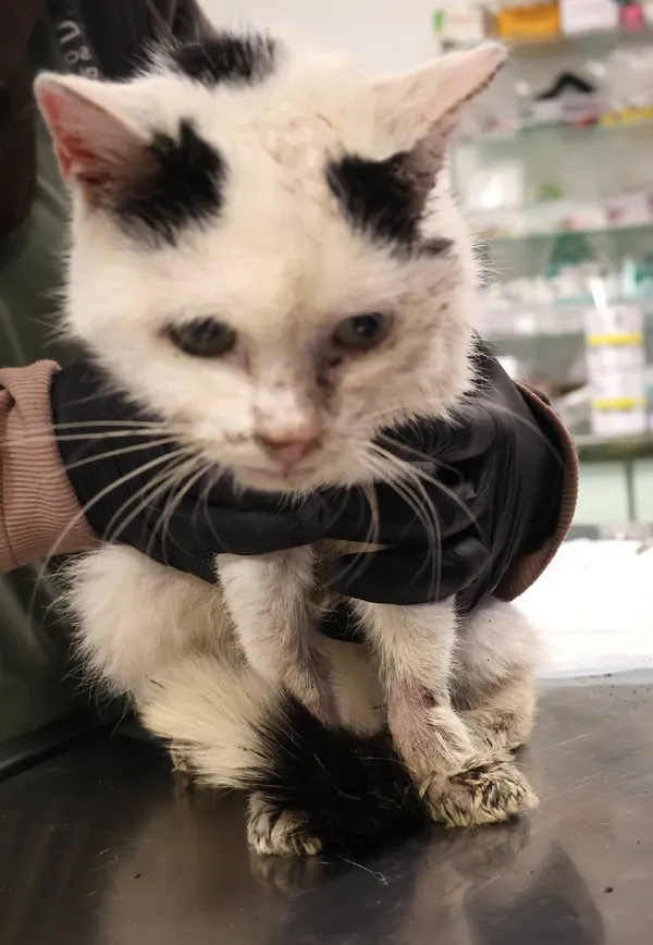 Znaleziono kota, Łódź, 25 listopada 2025 (3/4)