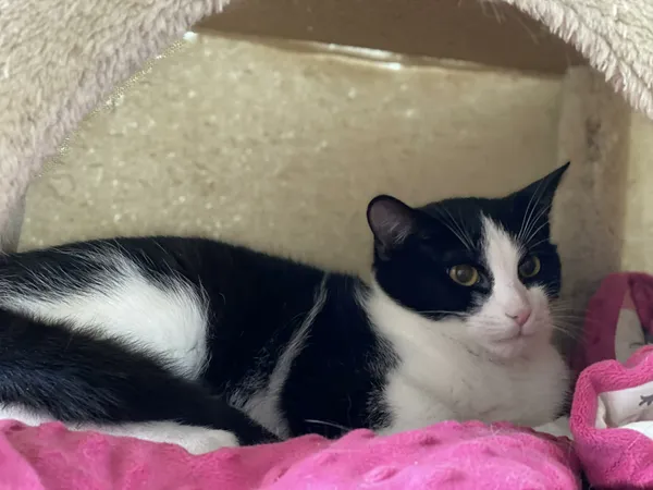 Znaleziono kota, Żywiec, 25 listopada 2025 (1/5)