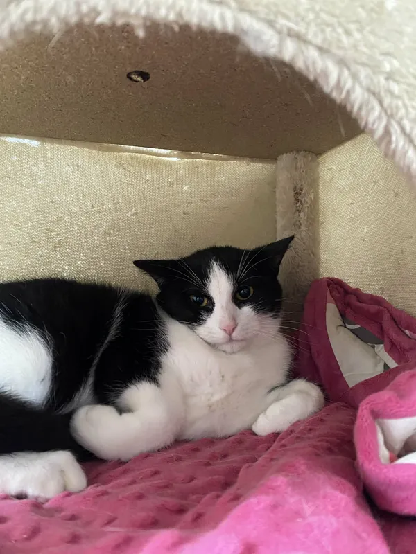 Znaleziono kota, Żywiec, 25 listopada 2025 (2/5)