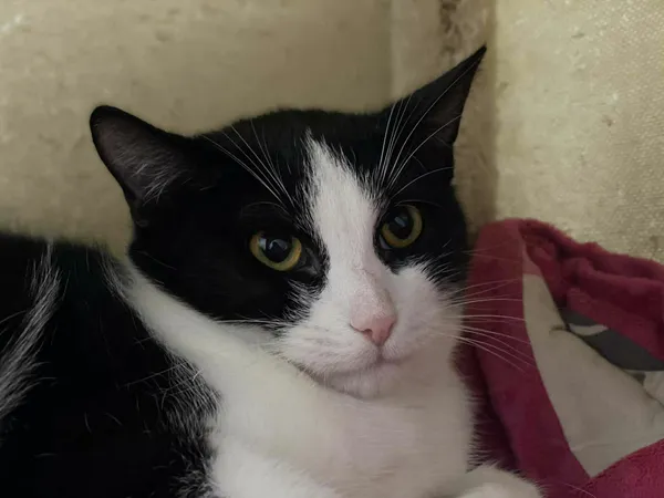 Znaleziono kota, Żywiec, 25 listopada 2025 (3/5)