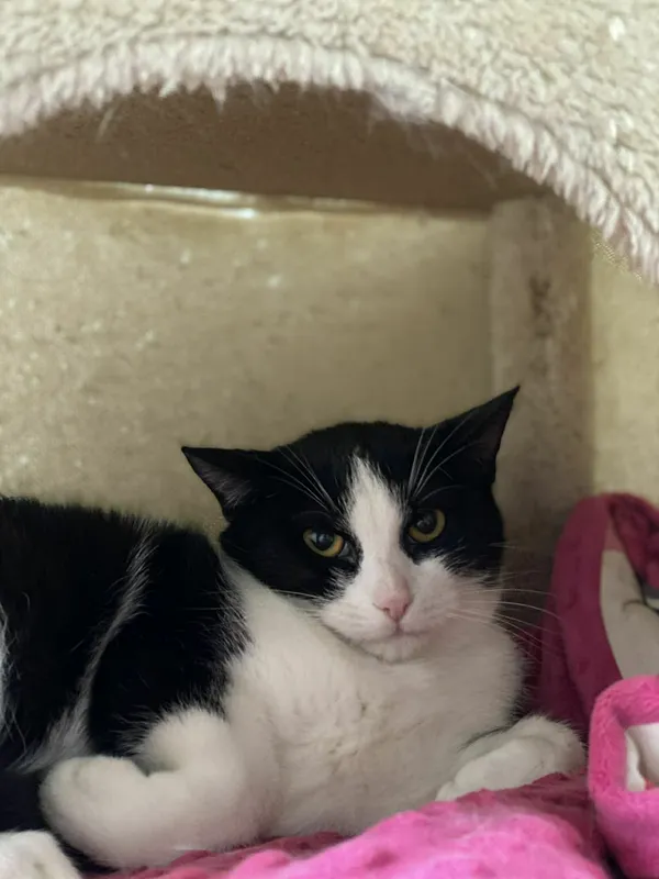 Znaleziono kota, Żywiec, 25 listopada 2025 (4/5)