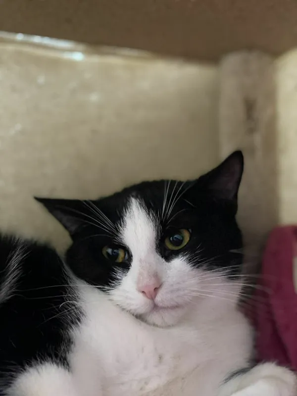 Znaleziono kota, Żywiec, 25 listopada 2025 (5/5)