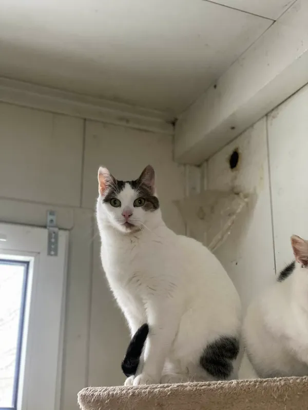 Znaleziono kota, Żywiec, 25 listopada 2025 (2/5)