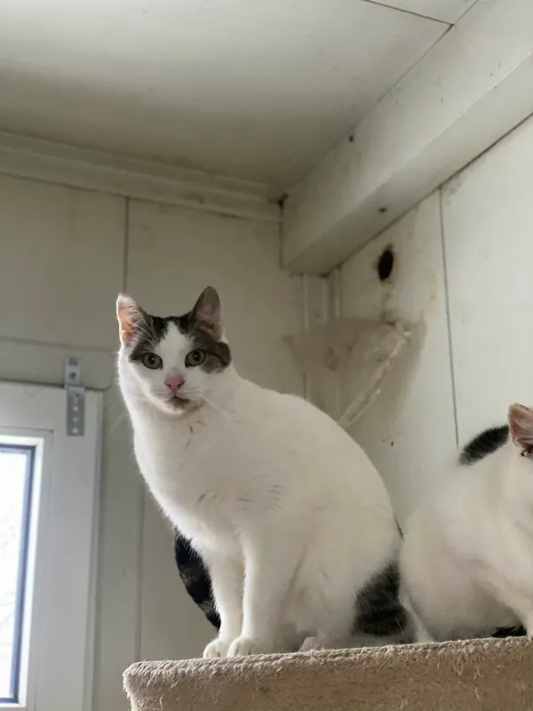 Znaleziono kota, Żywiec, 25 listopada 2025 (3/5)