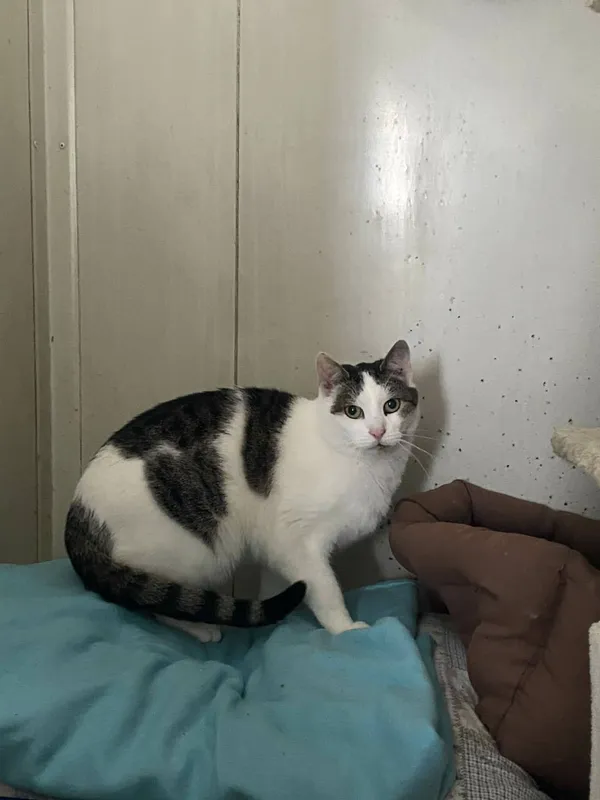 Znaleziono kota, Żywiec, 25 listopada 2025 (4/5)