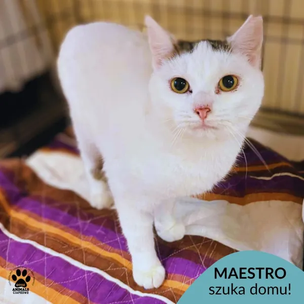 Kot do adopcji, Gdynia, 26 listopada 2025 (1/5)