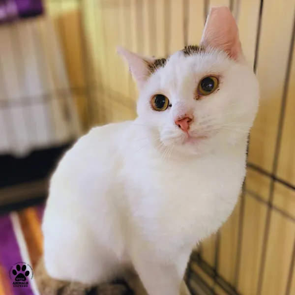 Kot do adopcji, Gdynia, 26 listopada 2025 (3/5)