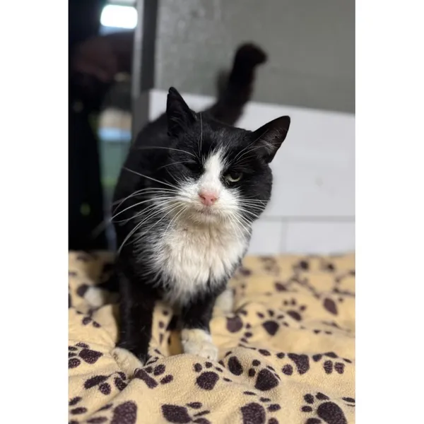 Znaleziono kota, Białystok, 26 listopada 2025