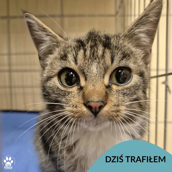 Znaleziono kota, Gdynia, 24 listopada 2025