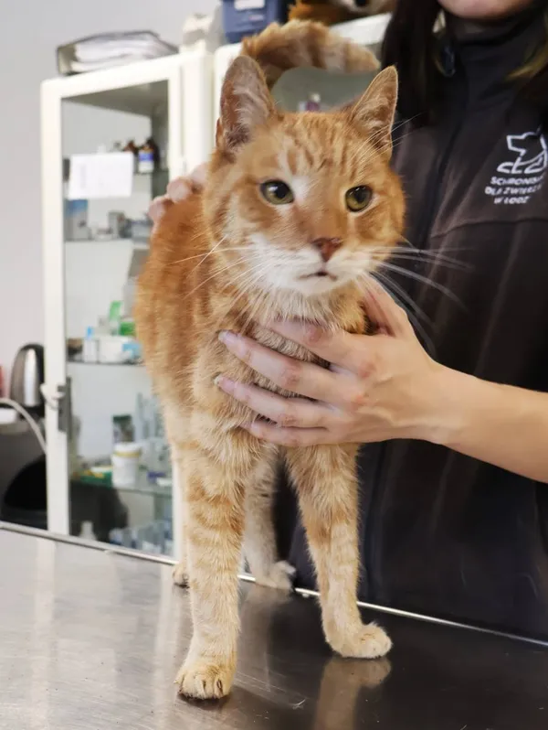 Znaleziono kota, Łódź, 26 listopada 2025 (2/2)