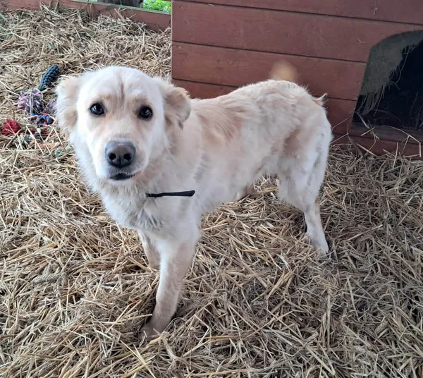 Pies do adopcji, Olsztyn, 1 listopada 2025 (2/4)