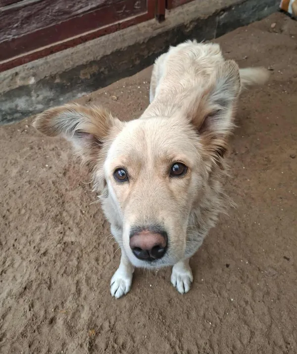 Pies do adopcji, Olsztyn, 1 listopada 2025 (4/4)