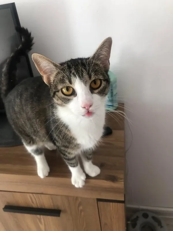 Zaginął kot, Łódź, 26 listopada 2025