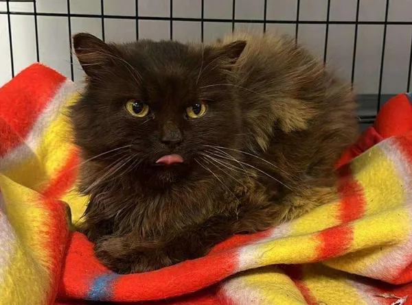 Znaleziono kota, Toruń, 25 listopada 2025