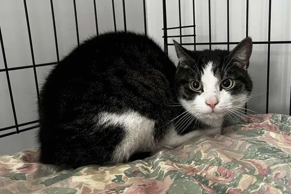 Znaleziono kota, Toruń, 25 listopada 2025