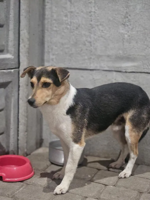 Pies do adopcji, Zgierz, 26 listopada 2025 (3/5)