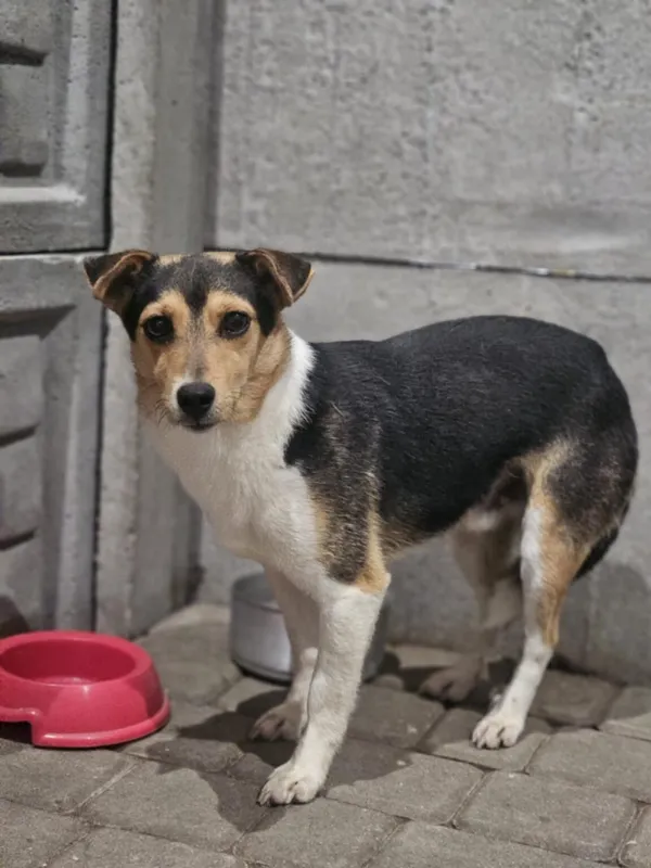 Pies do adopcji, Zgierz, 26 listopada 2025 (2/5)