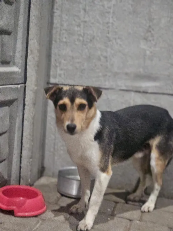 Pies do adopcji, Zgierz, 26 listopada 2025 (4/5)