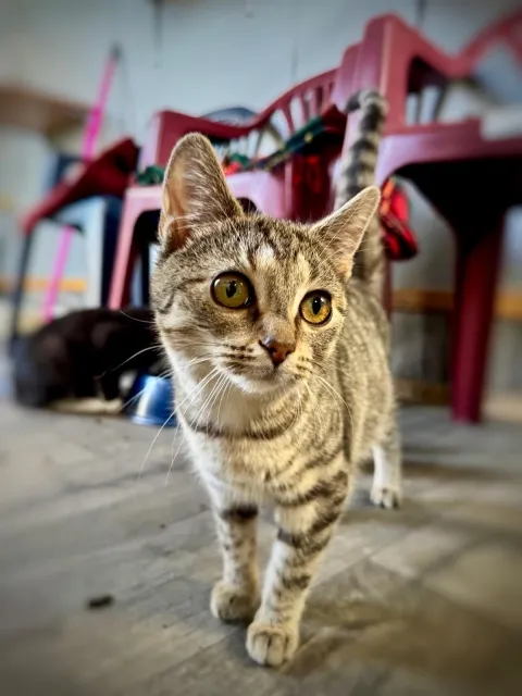 Kot do adopcji, Piła, 4 września 2025 (1/2)