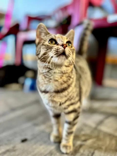 Kot do adopcji, Piła, 4 września 2025 (2/2)