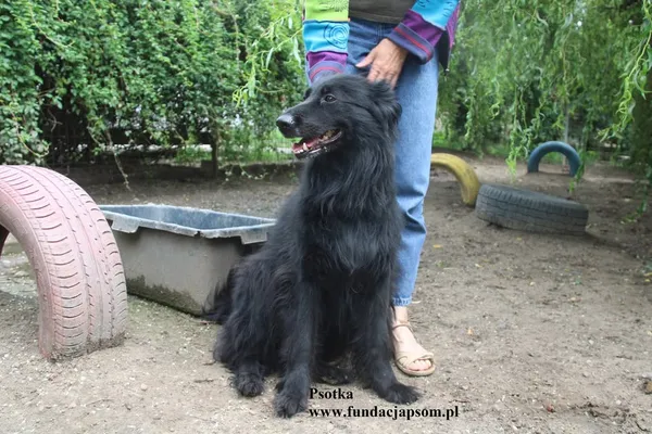 Oddam psa, Warszawa, Pelcowizna, 27 listopada 2025 (2/3)