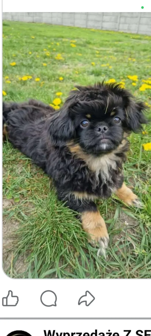 Zaginął pies, Stryków, 27 listopada 2025