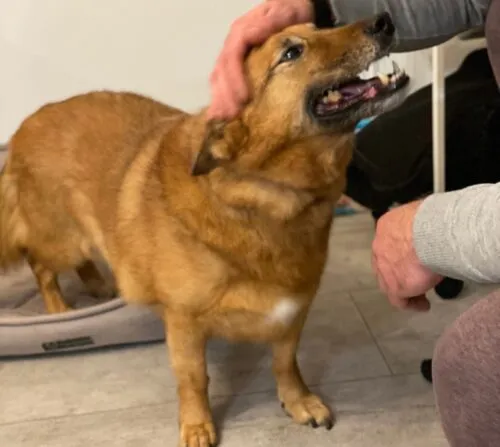 Pies do adopcji, Głowno, 27 listopada 2025 (2/3)