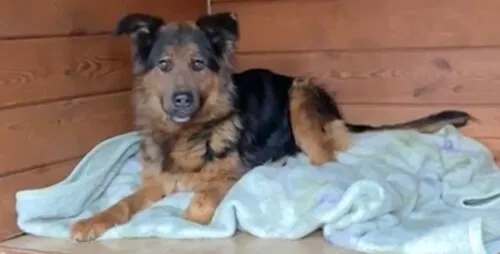 Pies do adopcji, Głowno, 27 listopada 2025 (2/3)