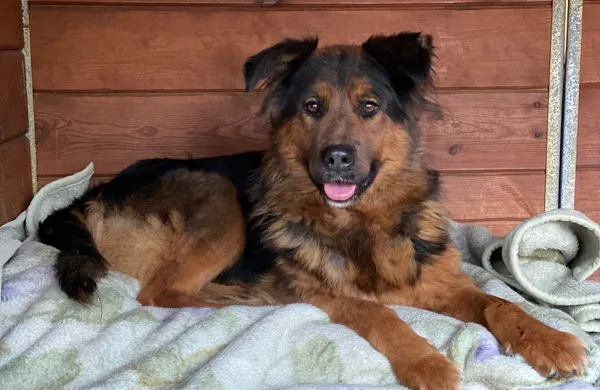 Pies do adopcji, Głowno, 27 listopada 2025 (1/3)