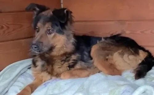 Pies do adopcji, Głowno, 27 listopada 2025 (3/3)