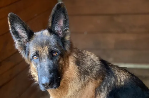 Pies do adopcji, Głowno, 19 września 2026 (1/4)