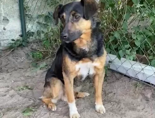 Pies do adopcji, Głowno, 26 listopada 2025 (1/3)