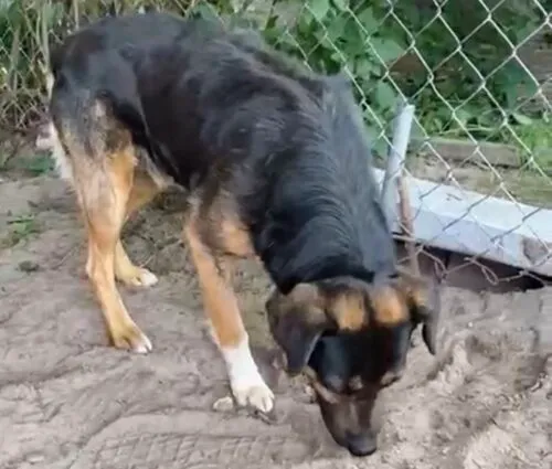 Pies do adopcji, Głowno, 26 listopada 2025 (2/3)