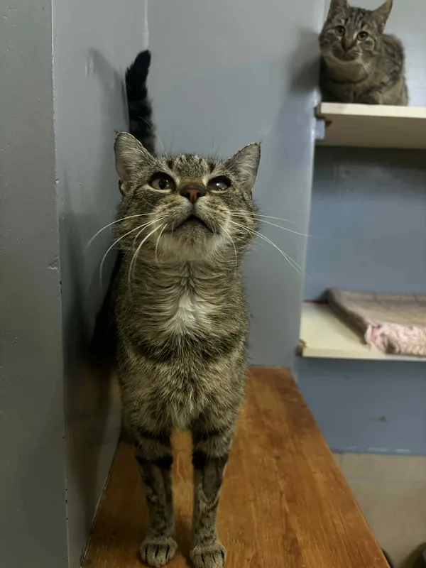 Kot do adopcji, Olsztyn, 12 listopada 2025 (2/3)