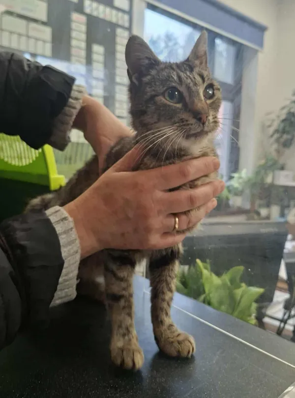 Kot do adopcji, Olsztyn, 12 listopada 2025 (3/3)