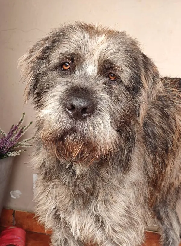 Pies do adopcji, Zgierz, 27 listopada 2025 (2/4)