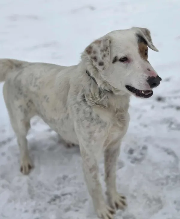 Pies do adopcji, Zgierz, 27 listopada 2025 (1/3)