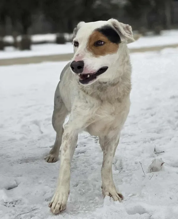 Pies do adopcji, Zgierz, 27 listopada 2025 (2/3)