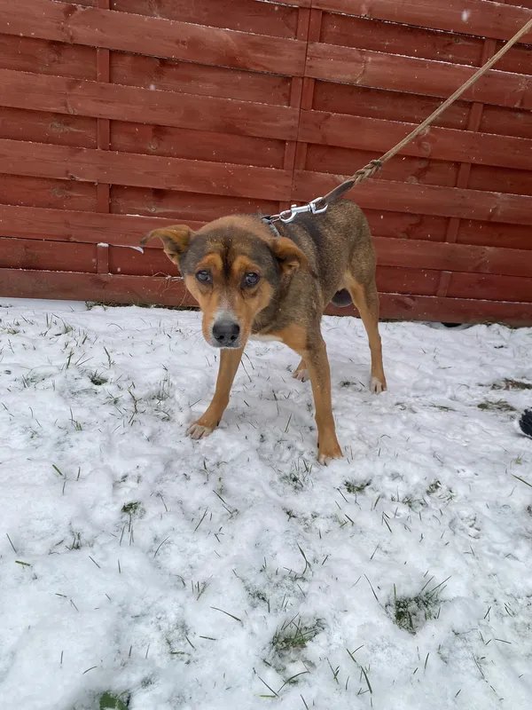 Znaleziono psa, Czartki, 26 listopada 2025 (1/3)