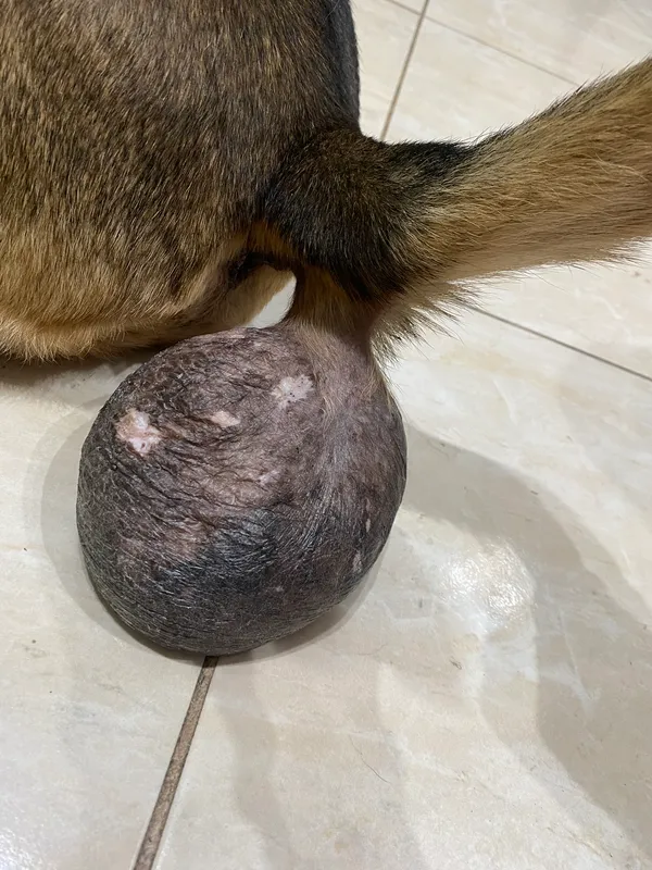 Znaleziono psa, Czartki, 26 listopada 2025 (2/3)