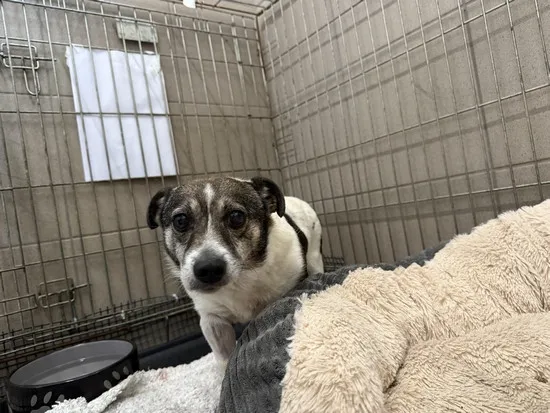 Pies do adopcji, Kraków, 12 listopada 2025