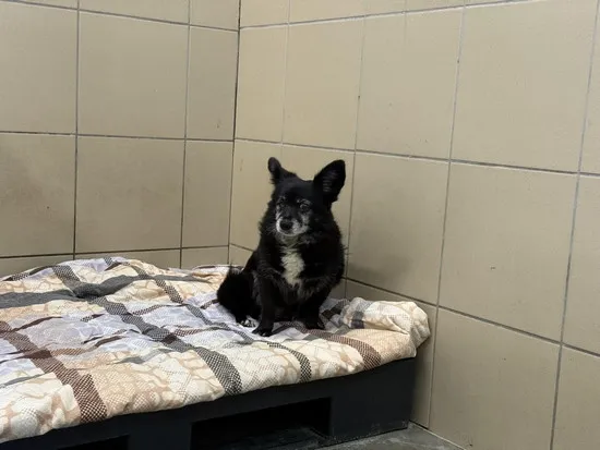 Pies do adopcji, Kraków, 13 listopada 2025