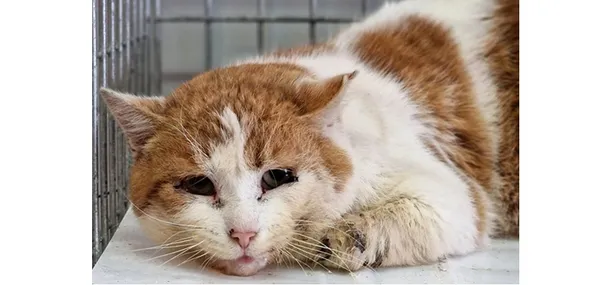 Kot do adopcji, Wrocław, 23 listopada 2025