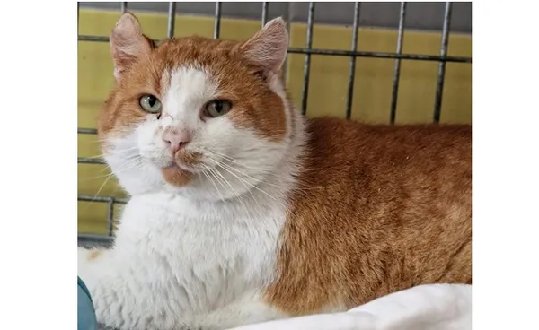 Kot do adopcji, Wrocław, 16 listopada 2025