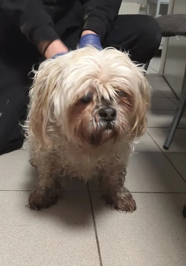 Znaleziono psa, Lublin, 27 listopada 2025