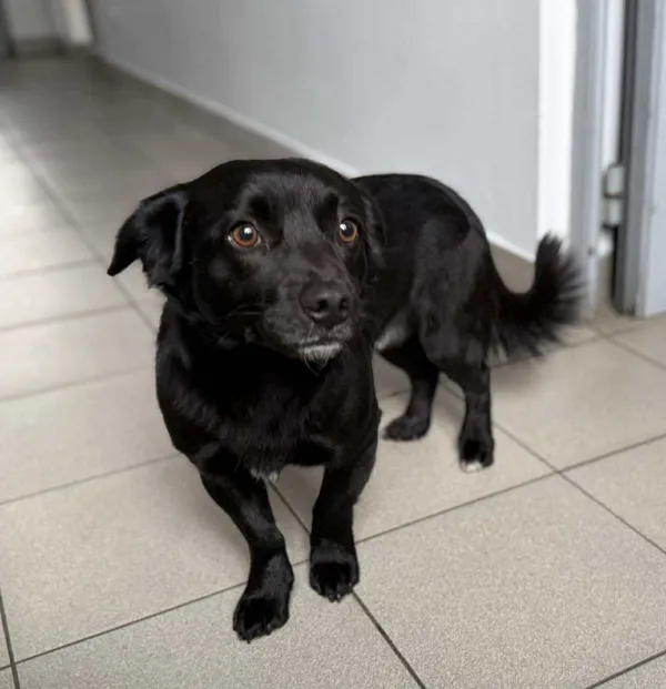 Znaleziono psa, Lublin, 27 listopada 2025