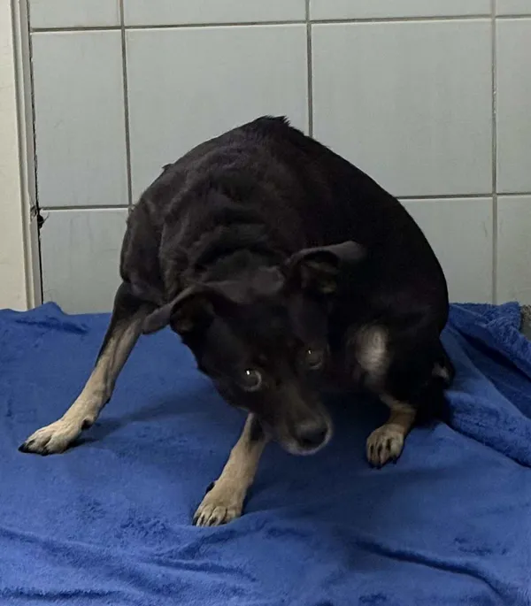 Znaleziono psa, Lublin, 27 listopada 2025