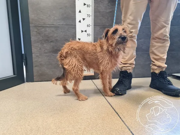 Znaleziono psa, Chełmek, 27 listopada 2025